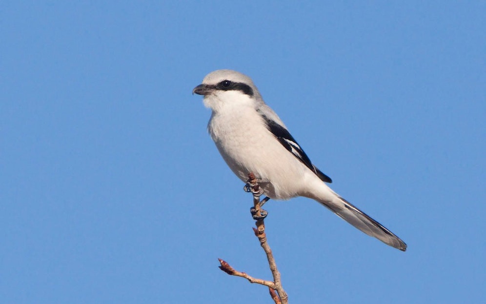 Der "Raubwürger" ist in Österreich stark vom Aussterben bedroht. Er verliert immer mehr Lebensraum. 