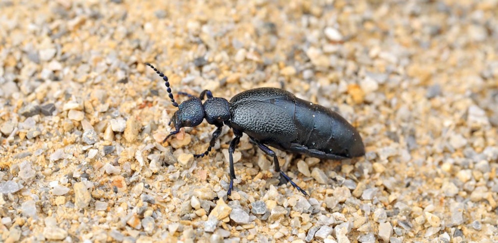 Der Ölkäfer krabbelt - nicht nur im Nationalpark Donauauen.