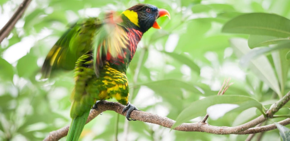 Der Papagei war in einen Streit mit dem Freund seiner Besitzerin geraten.