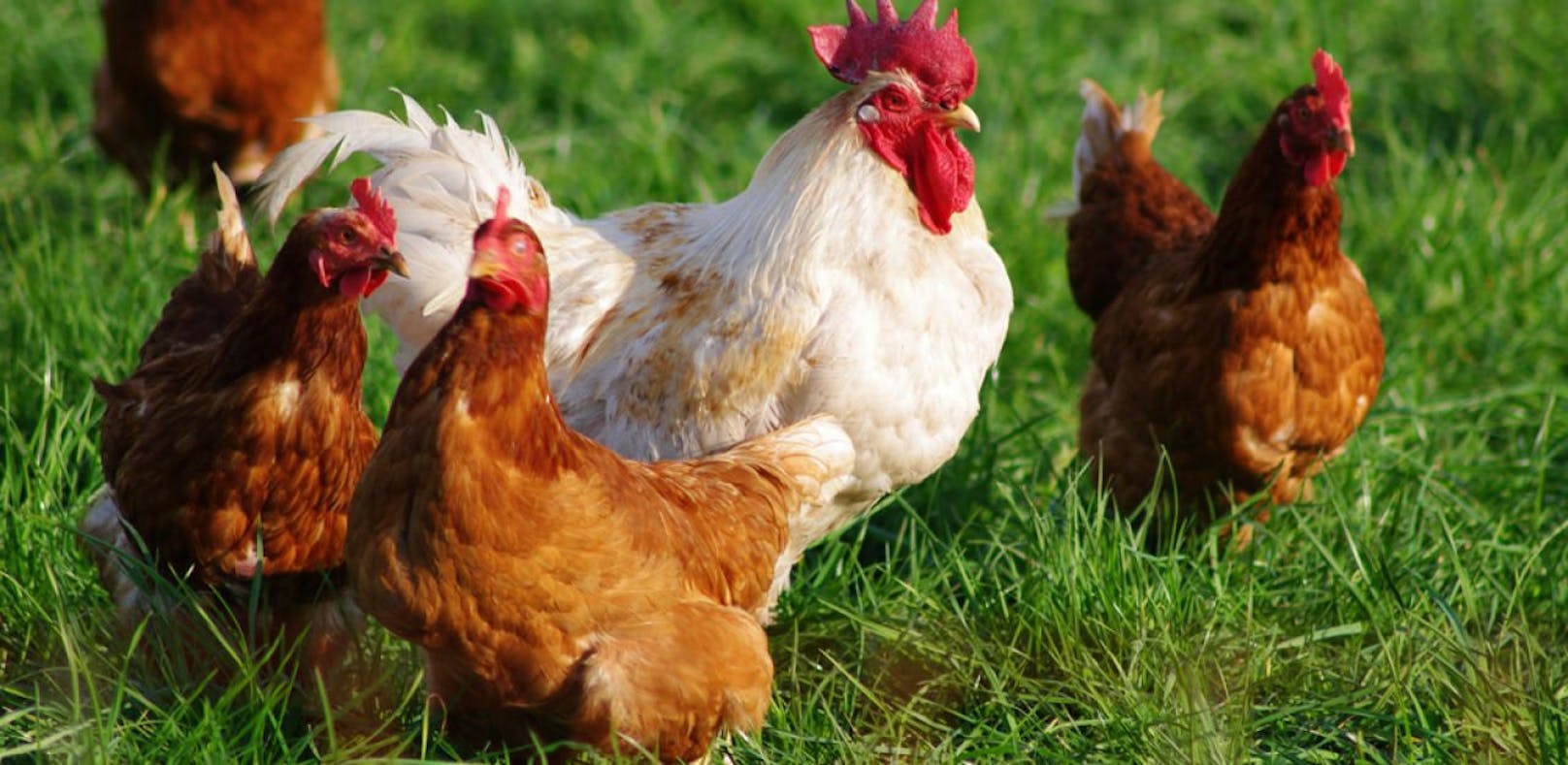 Mit einem Rohr: Tierquäler erschlägt 18 Hühner