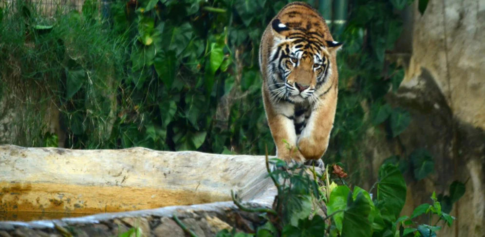 Der Tiger nahm so Einiges auf sich für die perfekte Partnerin. (Symbolbild)
