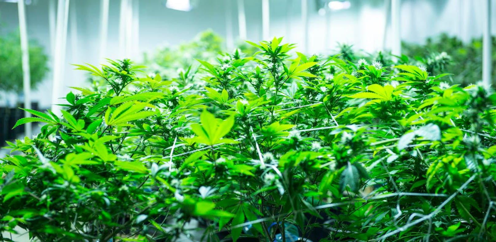 Die Polizei fand in einer Meidlinger Wohnung eine Cannabis-Plantage (Symbolbild).