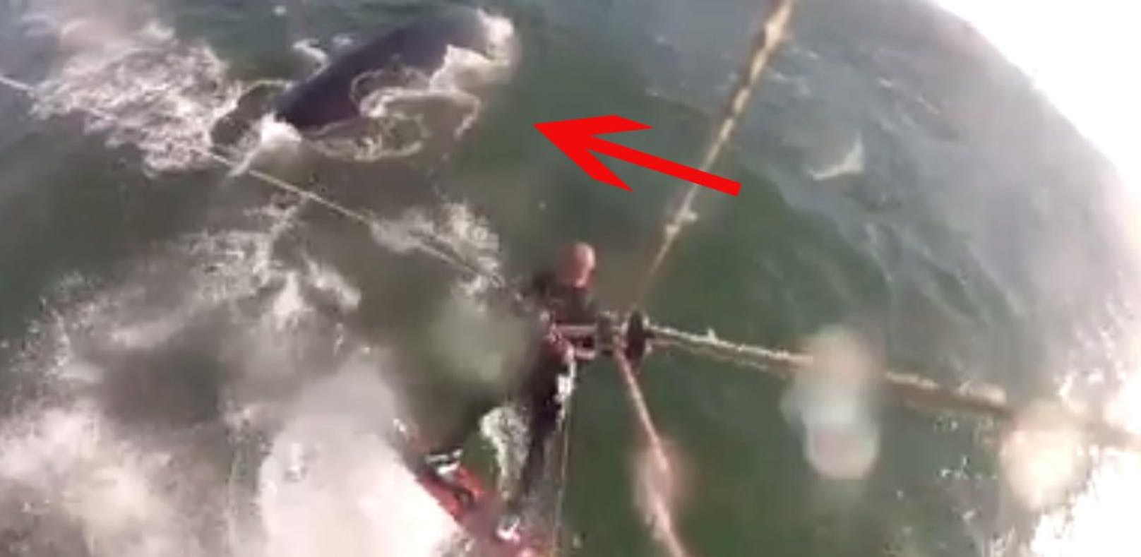 Kitesurfer fährt über Buckelwal