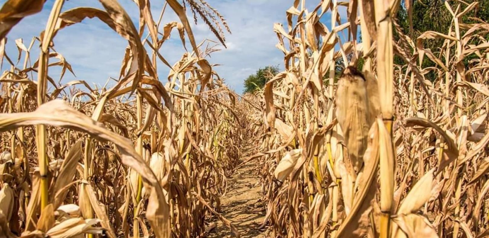 Bauern kämpfen mit Ernteausfällen, Kinder mit Atemwegserkrankungen: Greenpeace will den Klimaschutz nun einklagen.