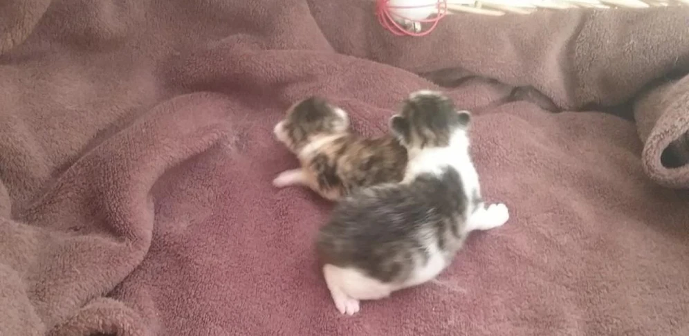 Die beiden werden im Tierheim aufgezogen.