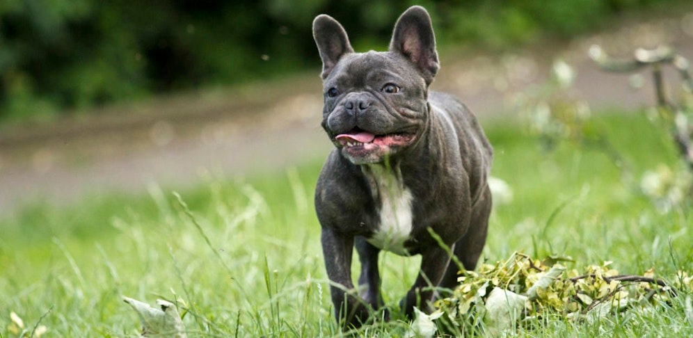 Der Malteser-Mischling wurde von sieben "französischen Bulldoggen" attackiert.