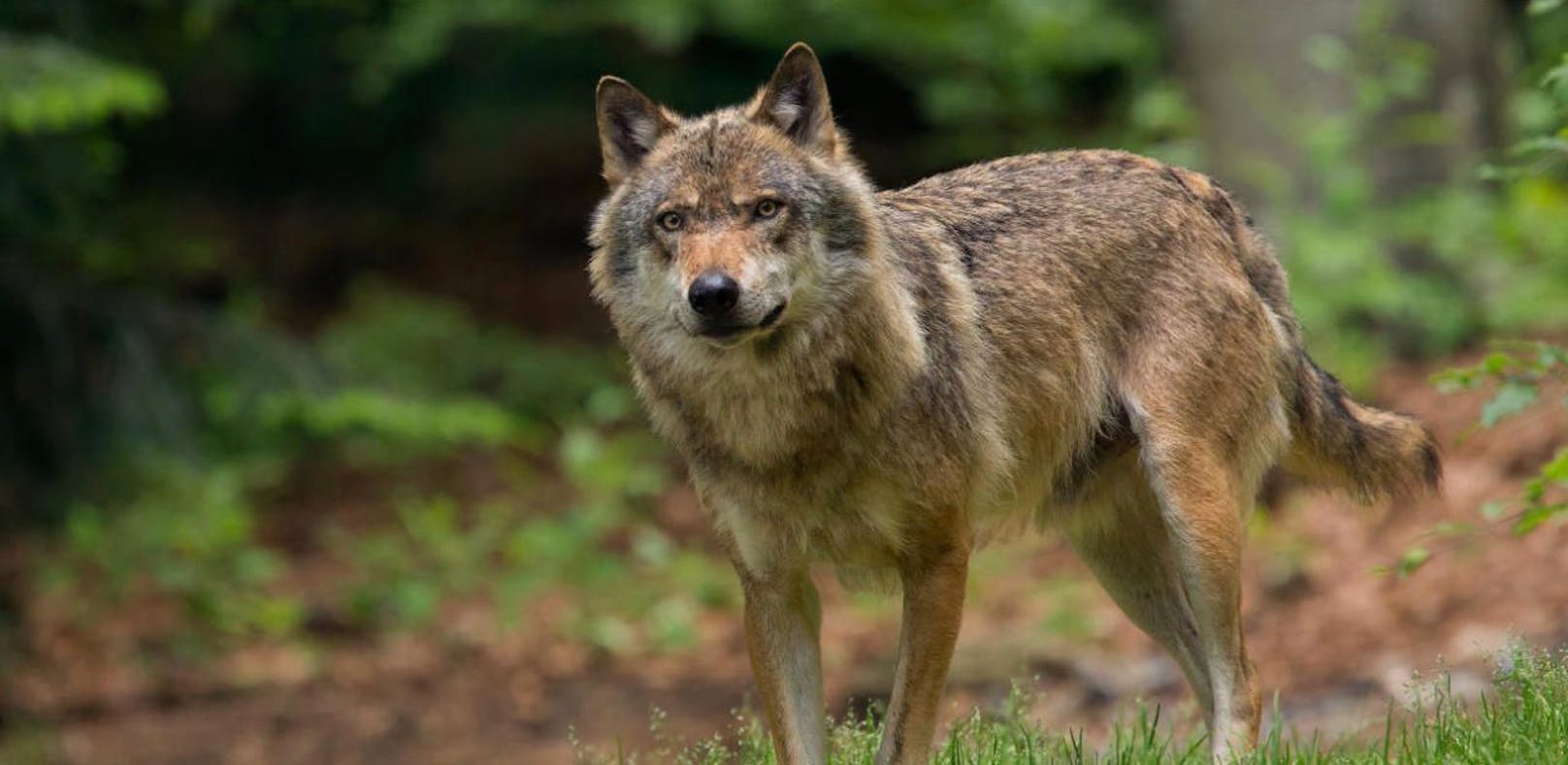 Wolf wurde in Langschlag im Bezirk Zwettl gesichtet.