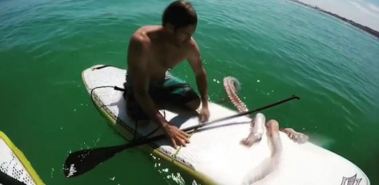 Heute.at - Video: Riesentintenfisch kaperte Surfboard