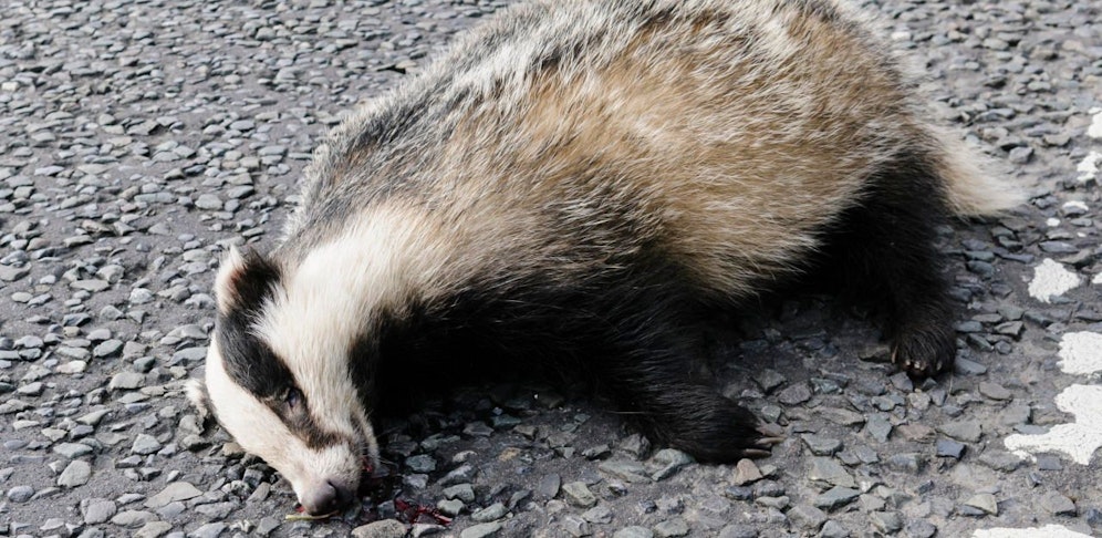 Der Dachs wurde in Hernals angefahren, musste eingeschläfert werden.
