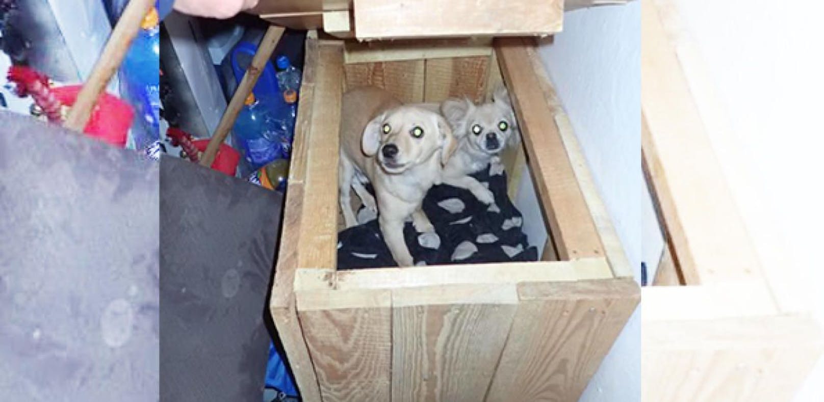 'Züchterin' hielt Hunde in Mini-Kiste im Abstellraum