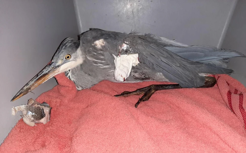 Der Reiher hatte einen gebrochenen Flügel. 