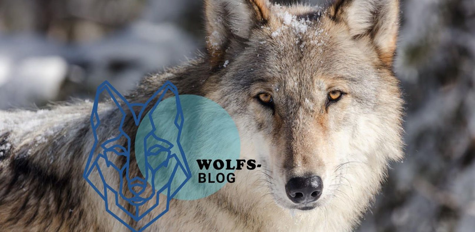 Der Wolf ist zurück – sechs Fakten