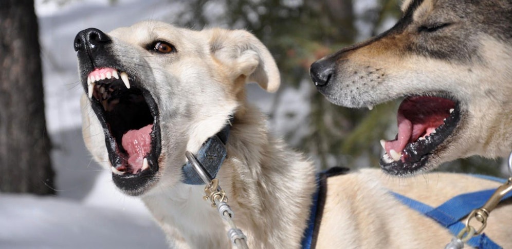 Die Frau wurde von zwei Schlittenhunden angegriffen und gebissen