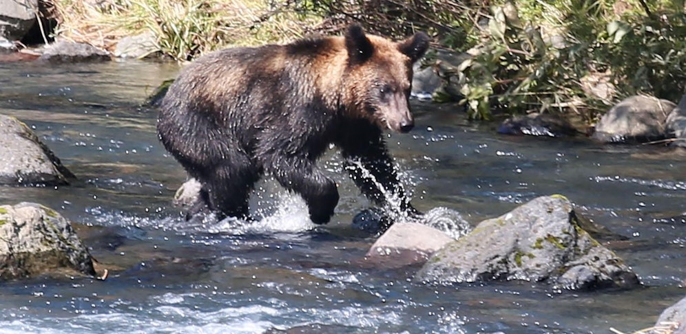 Ein Braunbär beim Lachsfischen in einem Naturreservat in Japan. Archivbild.