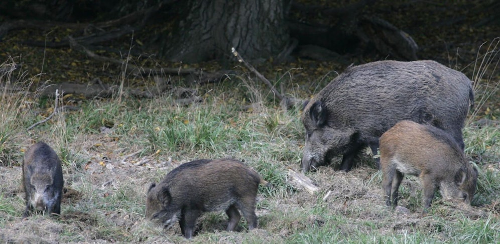 Der Jogger brachte sich vor einem Wildschweinrudel im Tiergarten Lainz in Sicherheit.
