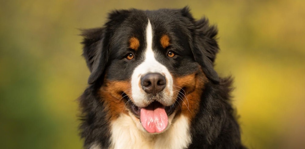 Der Berner Sennenhund wurde wohlbehalten aufgefunden. (Symbolfoto)