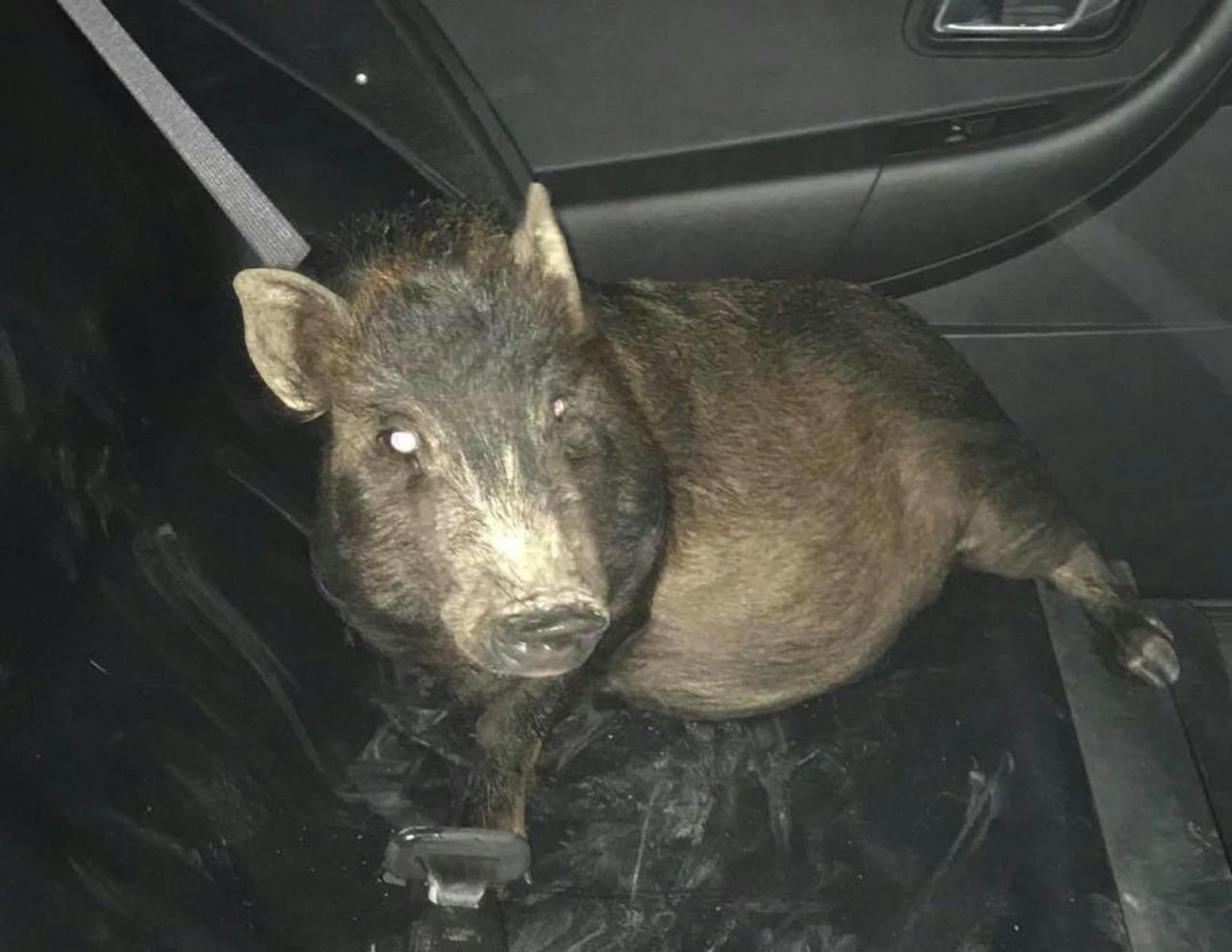 Darum sitzt ein Schwein im Streifenwagen