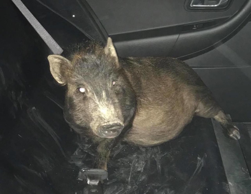 Das Schwein konnte in den Streifenwagen gelockt werden.