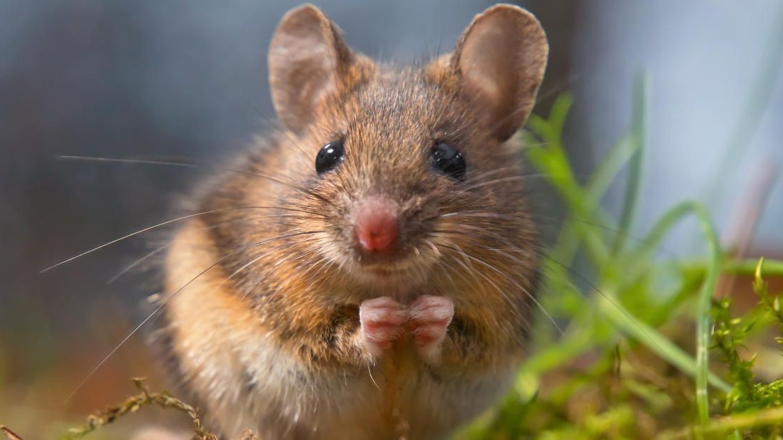 Mäuse können freudig oder angeekelt gucken - Inhalte | heute.at