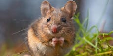 Mäuse als Versuchskaninchen im Kampf gegen Covid