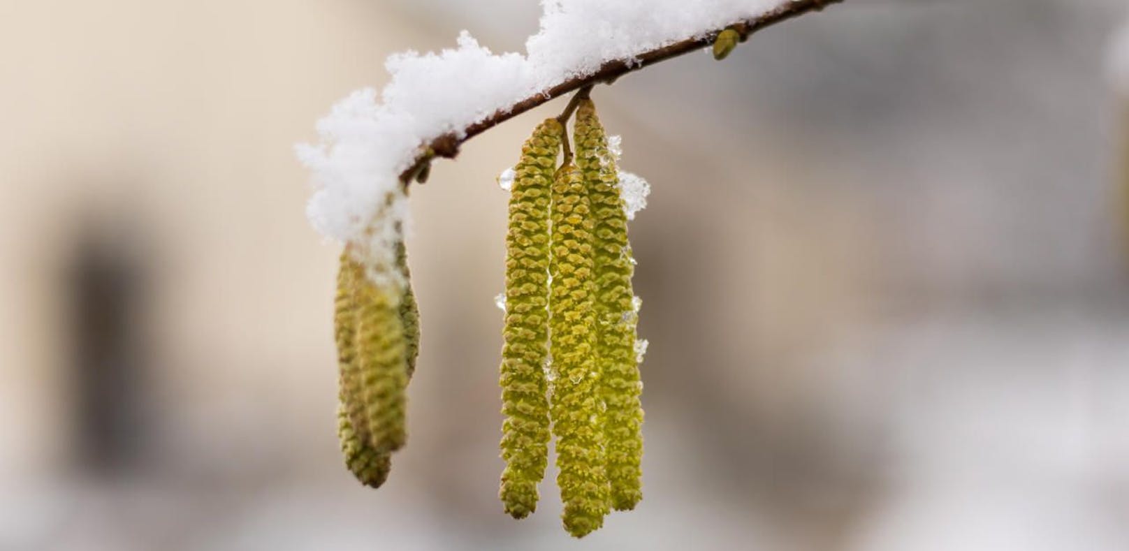 Experten warnen schon diese Woche vor Hasel-Pollen