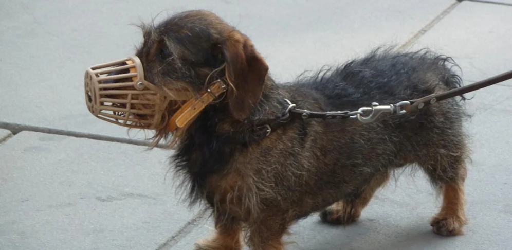 Symbolfoto eines Hundes mit Beißkorb.