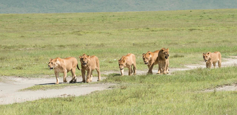 Hungrige Löwen retteten Nashörner (Symbolbild).