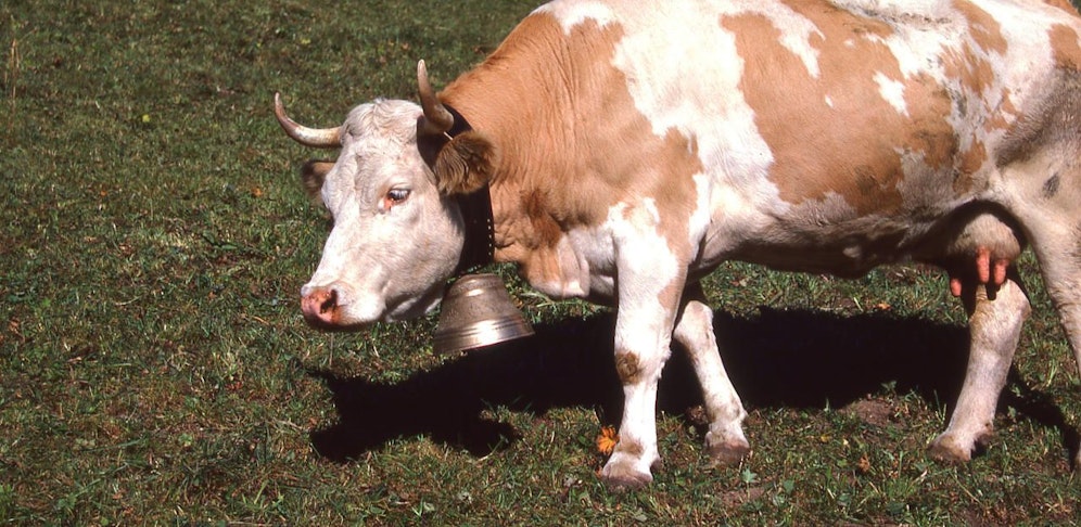 (Symbolbild) Das Ehepaar stört sich an den Kuhglocken nebenan.