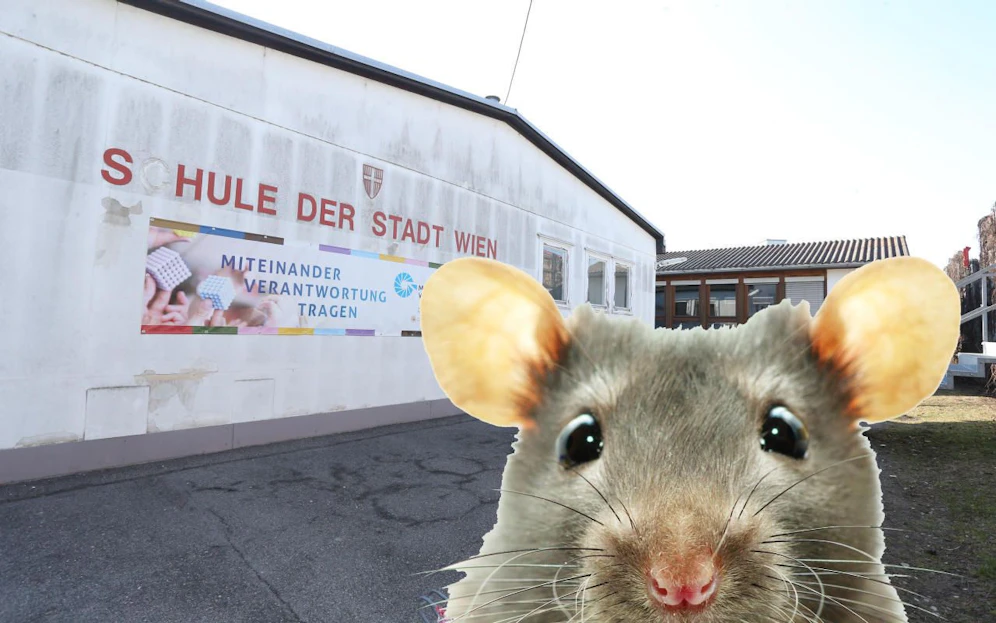 Sind Mäuse der Grund für die Schließung der Pavillons der Löwenschule? Die betroffenen Eltern ziehen das in Zweifel. (c) Denise Auer, iStock