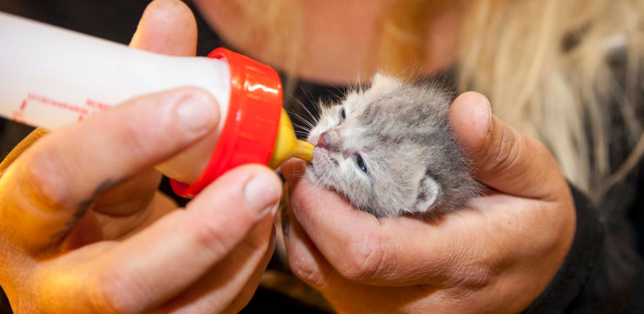 Österreich Nur 2 Stunden alte Katzenbabys ohne Mutter Heute.at