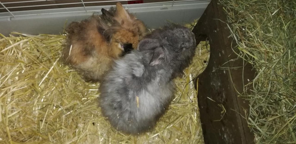 Diese beiden Tiere wurden in Aschbach einfach ausgesetzt und ihrem Schicksal überlassen.