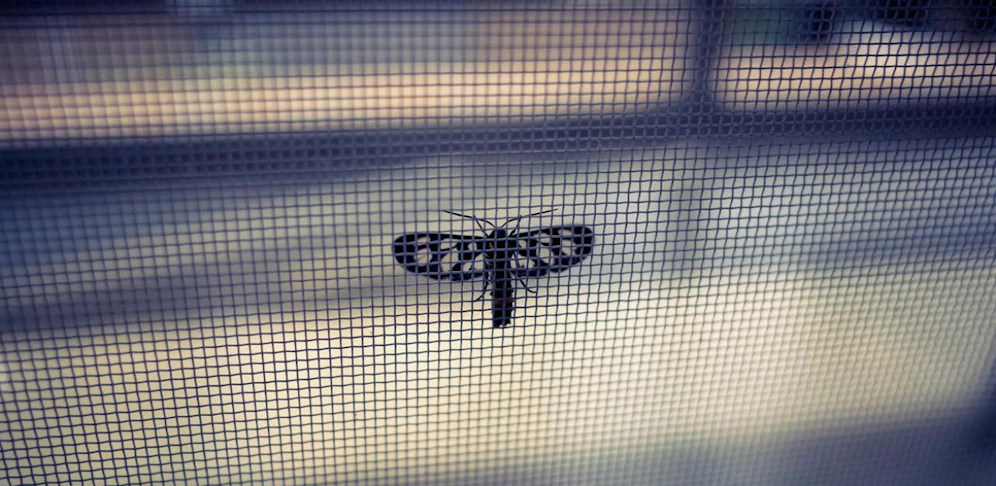 Die Zahl und Vielfalt der Insekten nimmt weltweit drastisch ab - die Auswirkungen des Sterbens könnten fatal sein.