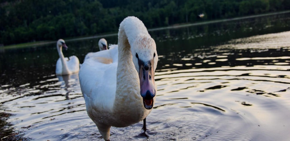 Zwei Schwäne gingen am Grundlsee auf Badegäste los. Tierexperte Alexander Groder hat die Tiere nach Vorchdorf gebracht, von dort aus sollen sie in den nächsten Tagen in Tirol eine neue Heimat finden. (Symbolbild).