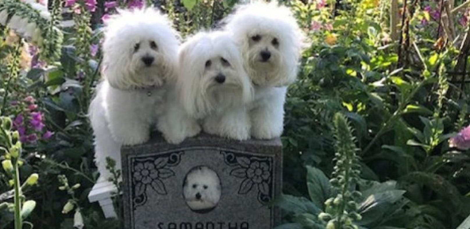Streisand trauert mit Klon-Hunden um Samantha