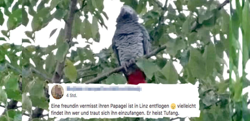 Papagei "Tufang" ist in Linz von zu Hause ausgebüxt. 
