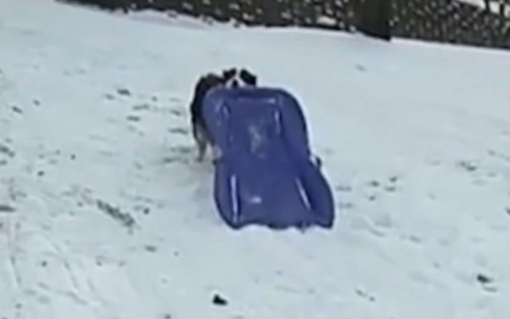 Lift? Den braucht "Secret" nicht: Der US-Hund zieht seinen Schlitten eigenhändig, äh, eigenmündig den Berg hinauf. 