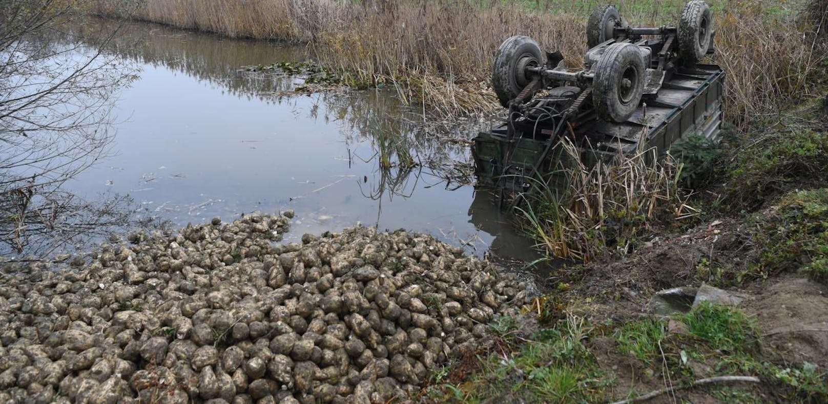 Vier Tonnen Zuckerrüben landeten in einem Teich