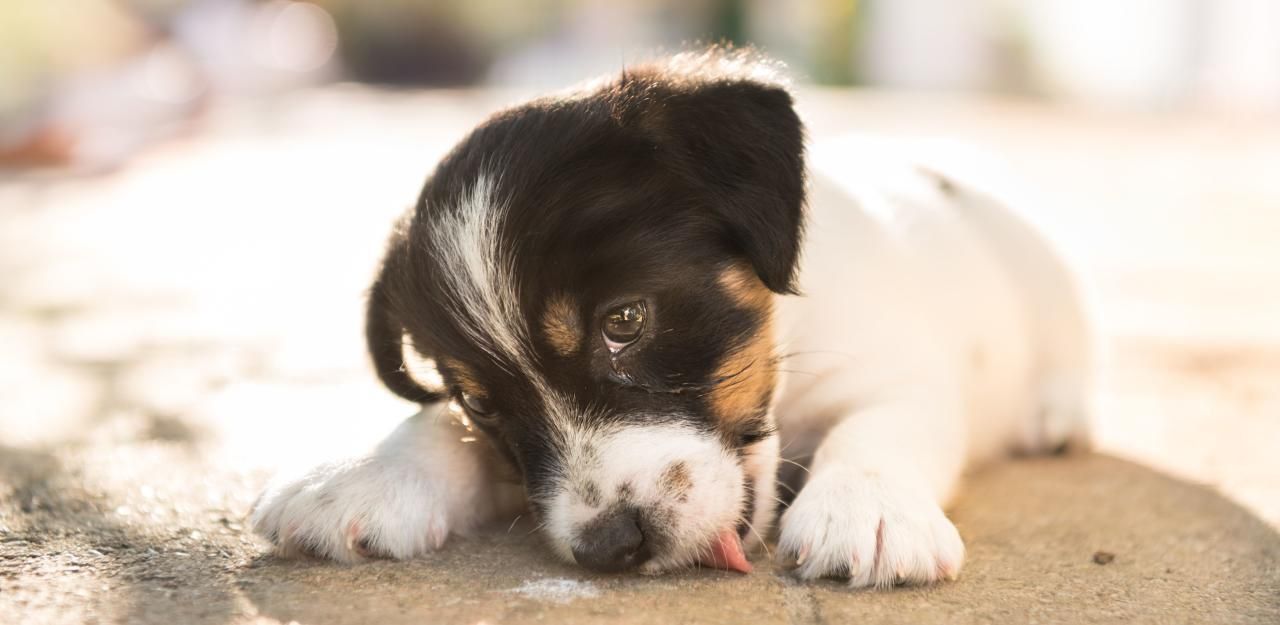 Heute.at - Rumänen-Duo bot süßen Welpen auf Parkplatz an