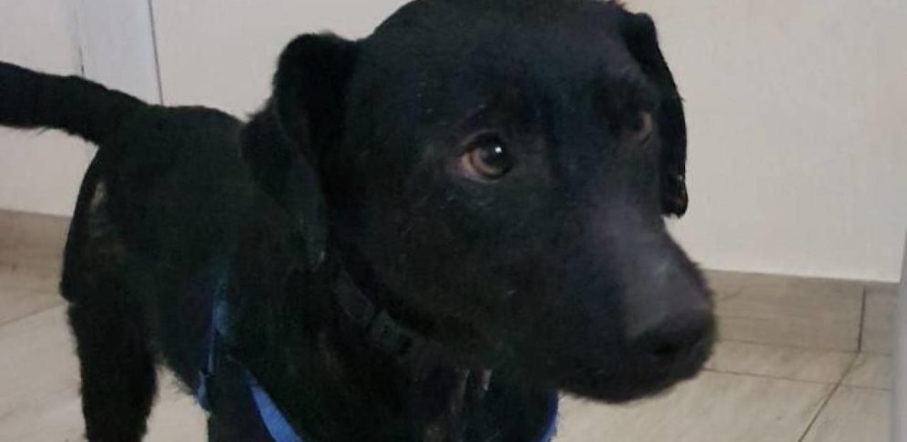 Benji sucht jetzt ein neues Zuhause.