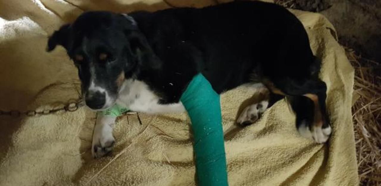 Heute.at - Gestresster Briefträger bricht Hündin das Bein