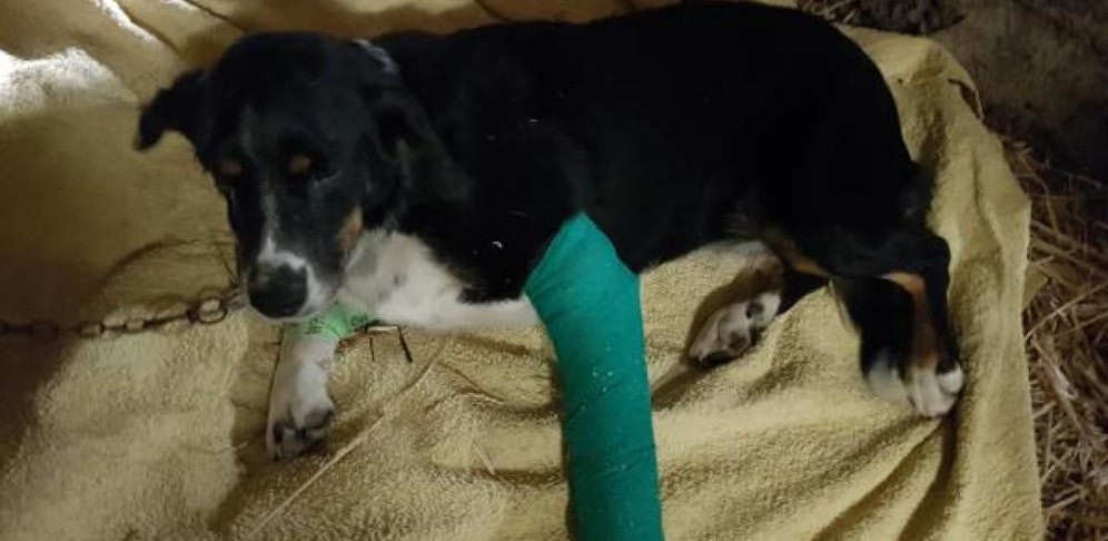 Der Hündin gehe es "himmeltraurig schlecht", so ihr Besitzer.