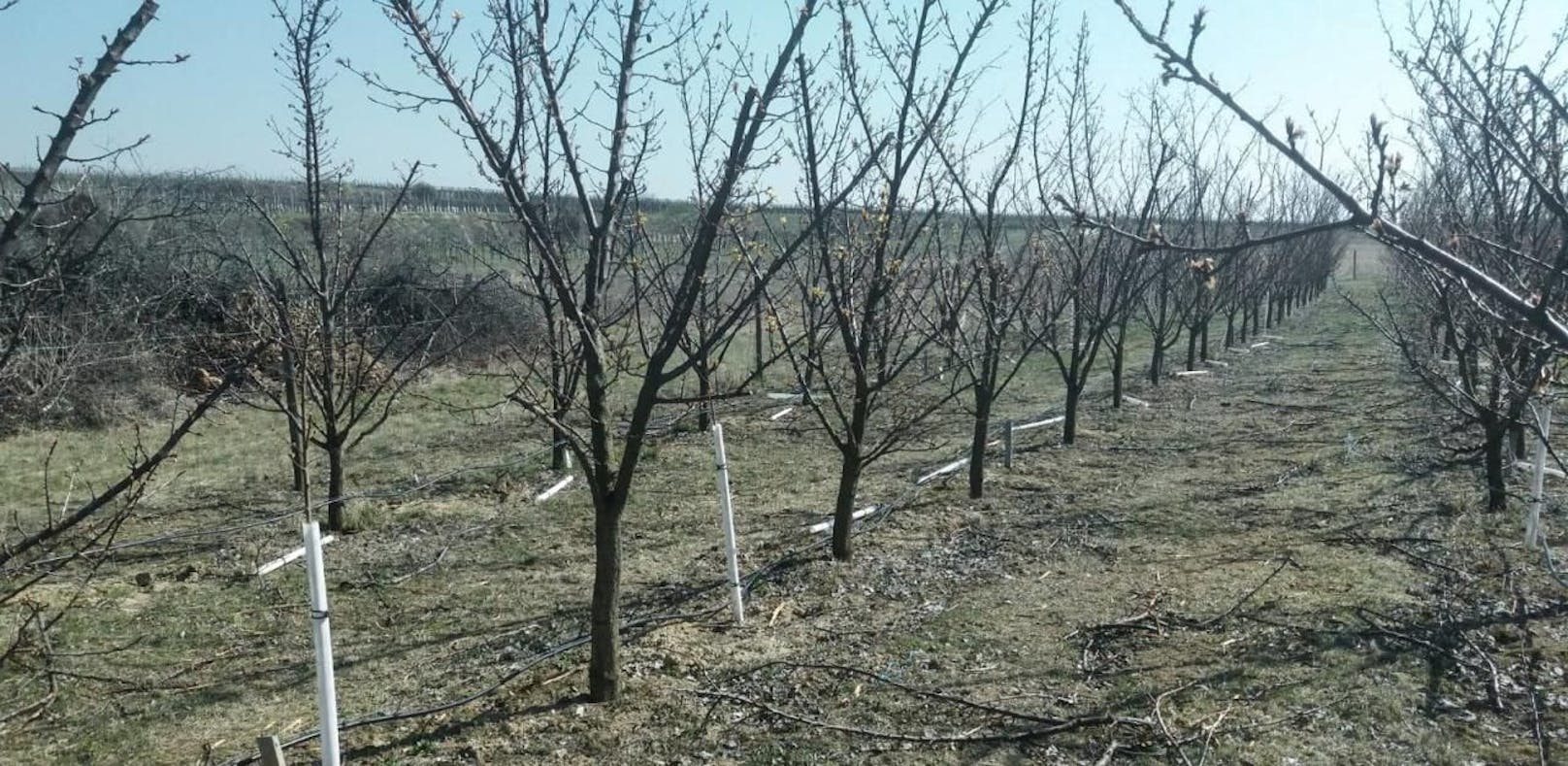 50 Marillenbäume von Feld in Rohrendorf gestohlen