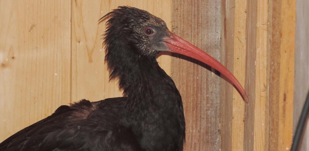 "Smudo", das Waldrapp-Weibchen, wartet derzeit in der Greifvogelstation in Haringsee auf ihr Taxi nach Italien.