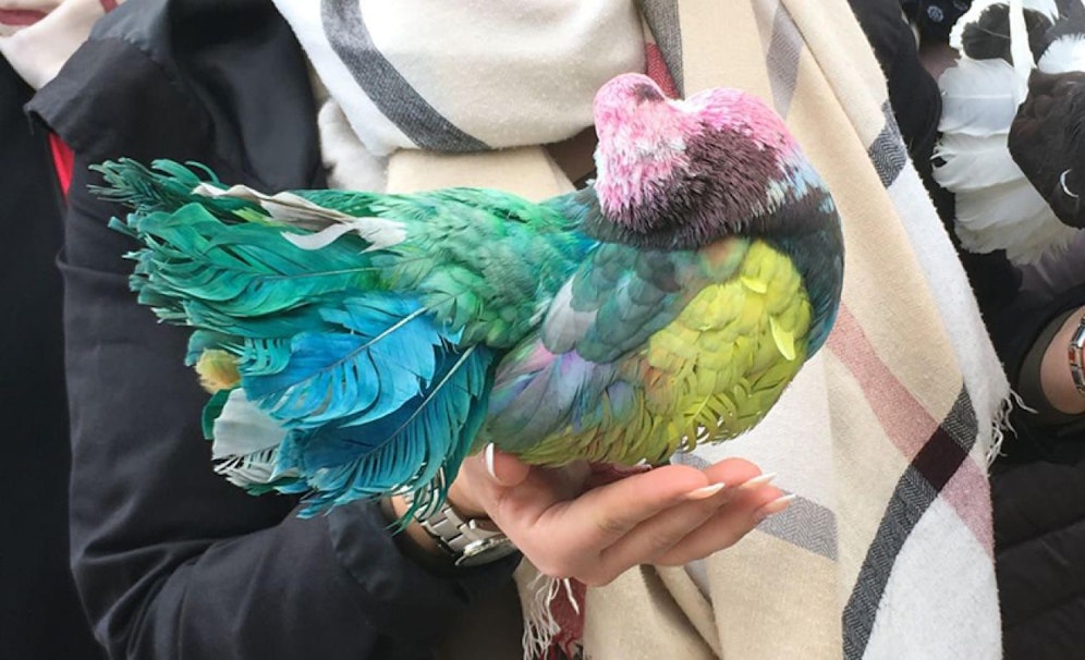 Die zahme Taube hat "ausgedient". 