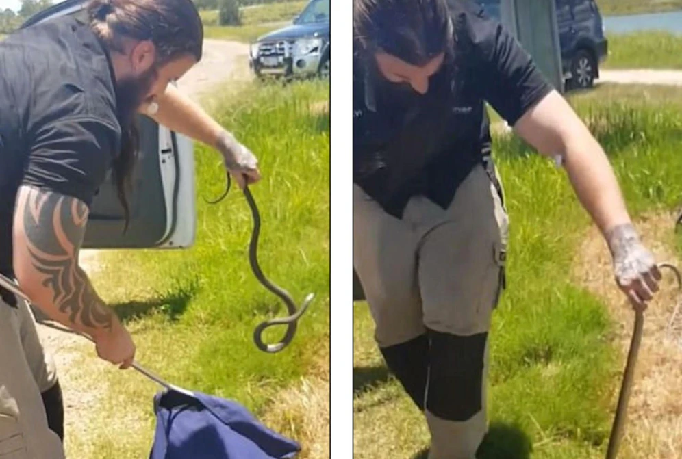 Mutig: Der Tierfänger schnappt sich die tödliche Braunschlange mit bloßen Händen. Zuvor hatte sie einen Autolenker zu Tode erschreckt. 