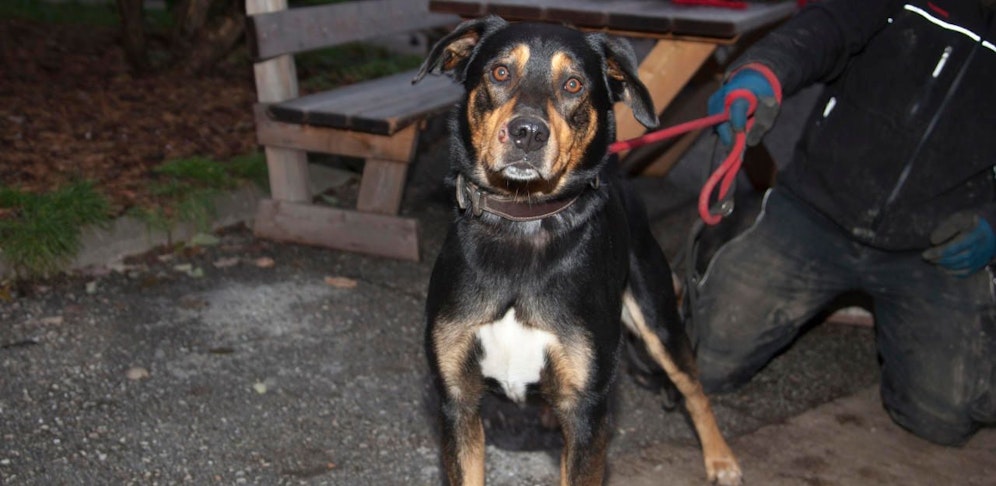 Wem gehört Mischlingshund "Pauli"? Die Pfotenhilfe Lochen bittet um Hinweise. 
