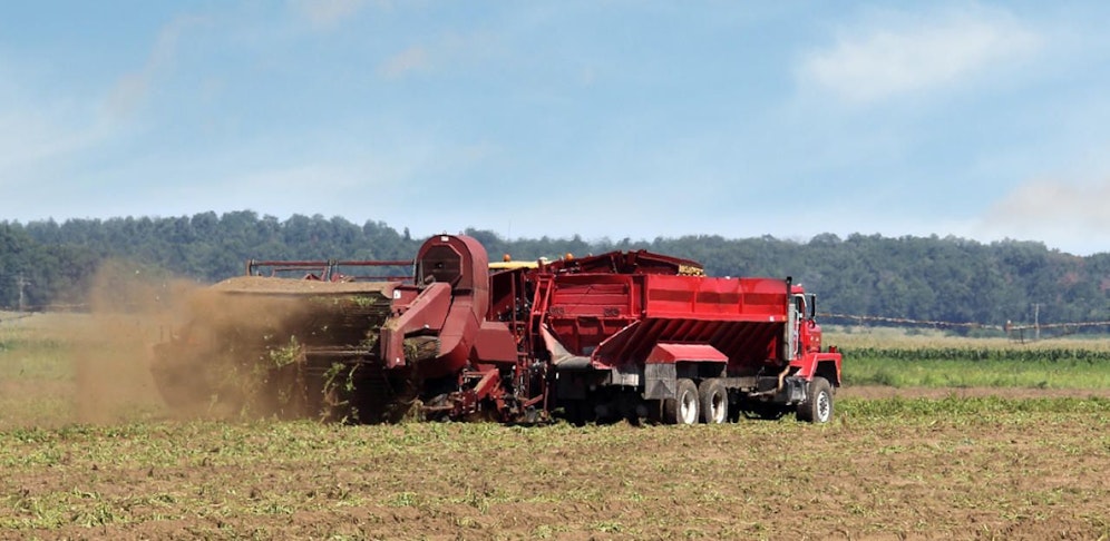 Symbolfoto einer Erdäpfelernte.