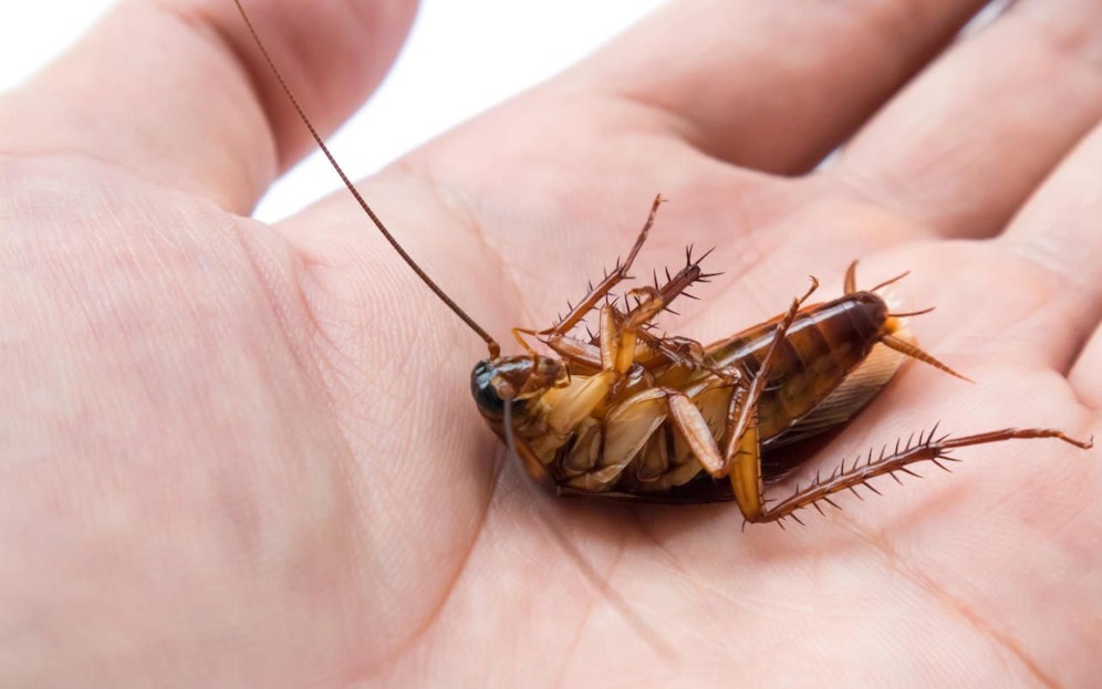 Eine tote Kakerlake liegt auf einer Handfläche. Symbolfoto