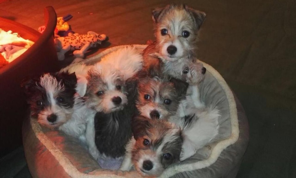 Die Welpen sind alle wieder wohl auf.