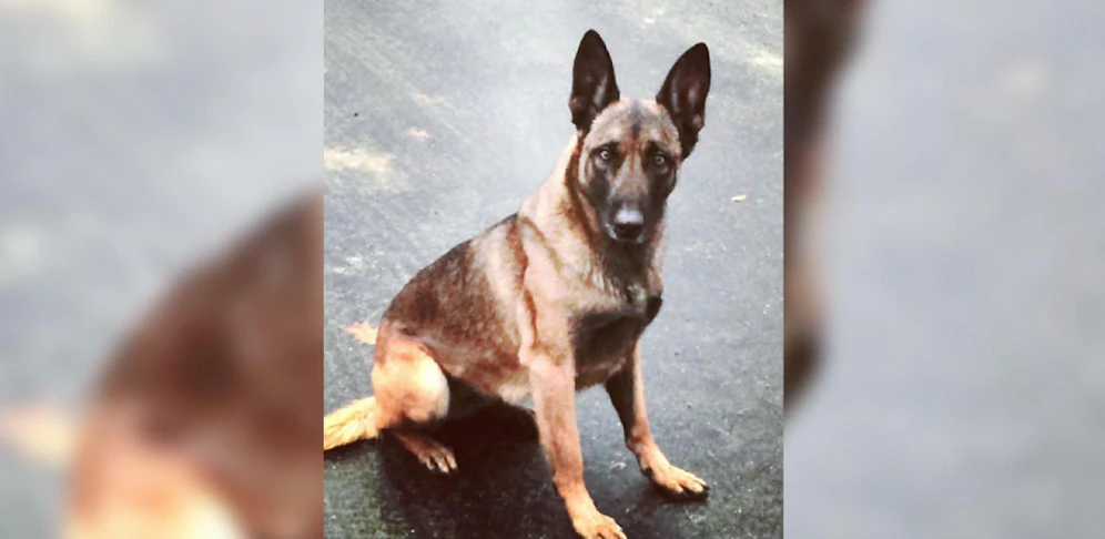 Polizeihund bei Festnahme angegriffen